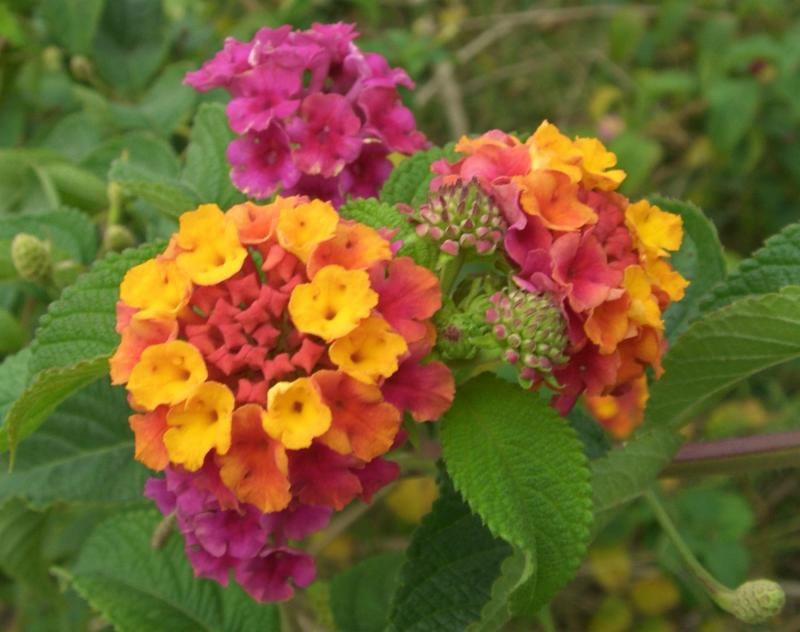 Lantana